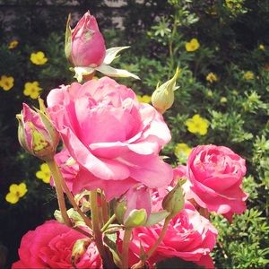 Meet your Posher, Julieta